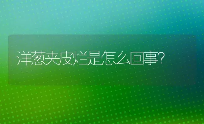 洋葱夹皮烂是怎么回事? | 养殖知识