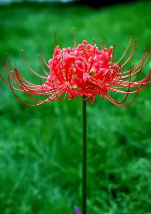 红花石蒜为什么叫死人花,红岸花的花语是什么？
