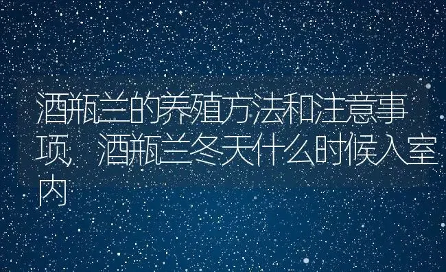 酒瓶兰的养殖方法和注意事项,酒瓶兰冬天什么时候入室内 | 养殖学堂