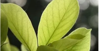 玉兰花的果实有药用价值吗,白玉兰花有没有果实？