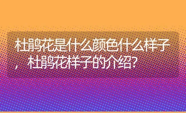 杜鹃花是什么颜色什么样子,杜鹃花样子的介绍？ | 养殖科普