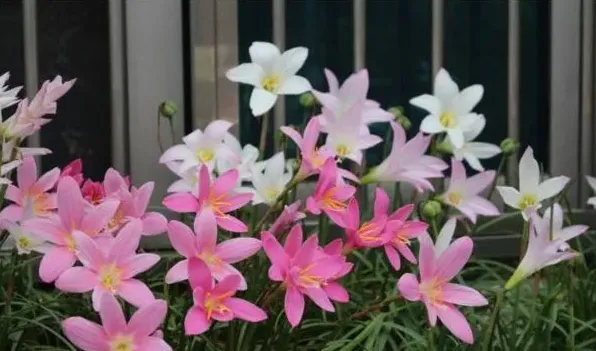 风雨兰室内能开花吗 | 三农知识