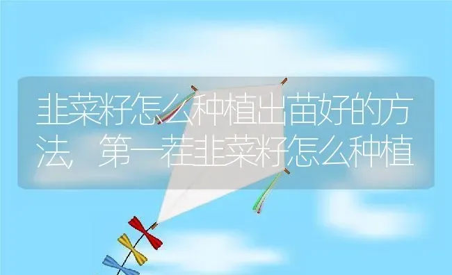 韭菜籽怎么种植出苗好的方法,第一茬韭菜籽怎么种植 | 养殖学堂