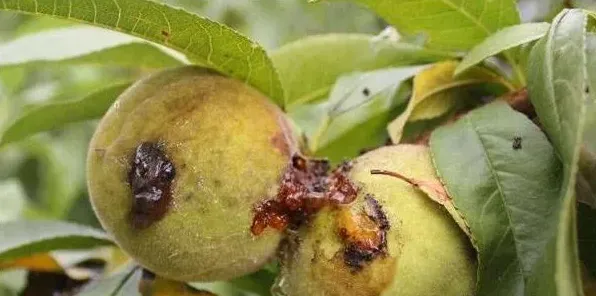 春季果树红蜘蛛、潜叶蛾、桃小食心虫防治介绍 | 三农知识