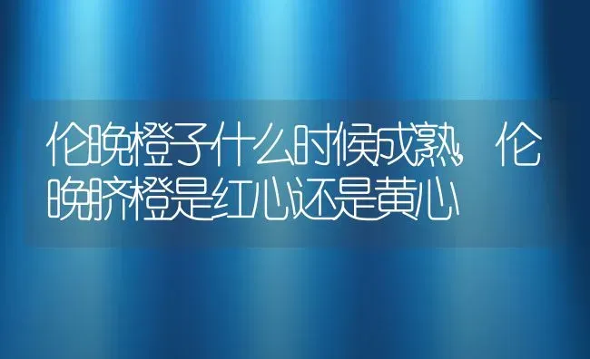 伦晚橙子什么时候成熟,伦晚脐橙是红心还是黄心 | 养殖学堂