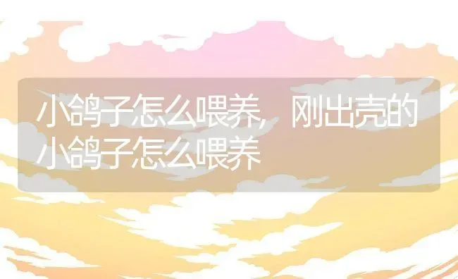 小鸽子怎么喂养,刚出壳的小鸽子怎么喂养 | 养殖资料