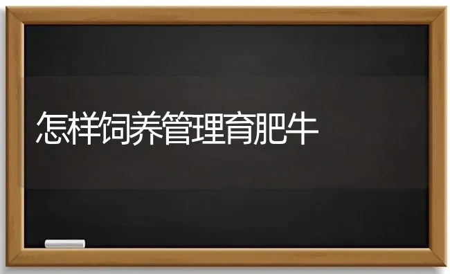 怎样饲养管理育肥牛 | 养殖技术大全