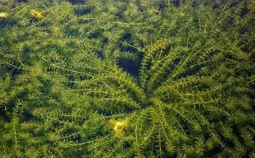 介绍几种适于鹅鸭采食的野生水草 | 生活妙招