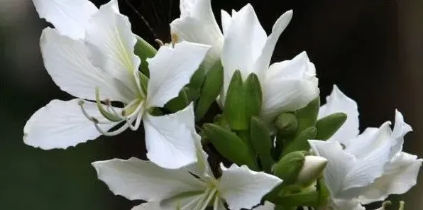白色紫荆花叫什么 | 常识大全
