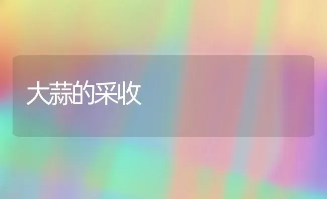 大蒜的采收 | 养殖技术大全