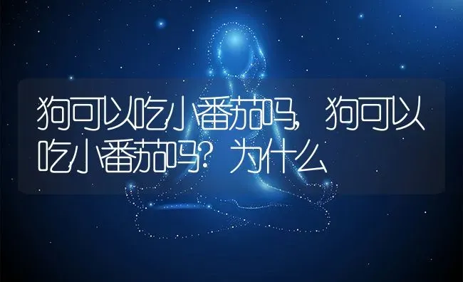 狗可以吃小番茄吗,狗可以吃小番茄吗?为什么 | 养殖科普