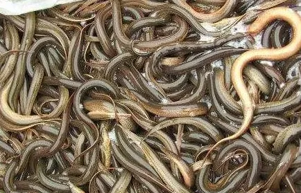 黄鳝养殖利润效益分析 | 妙招大全