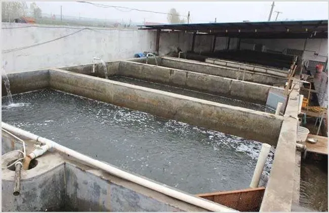 水泥池怎么养殖泥鳅 | 妙招大全