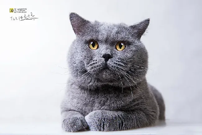 纯种蓝猫与普通蓝猫,蓝猫颜色是灰色的是纯种的吗？