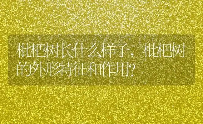枇杷树长什么样子,枇杷树的外形特征和作用？ | 养殖科普