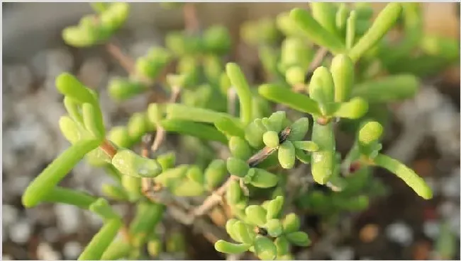 肉质根植物怎么浇水 | 实用知识