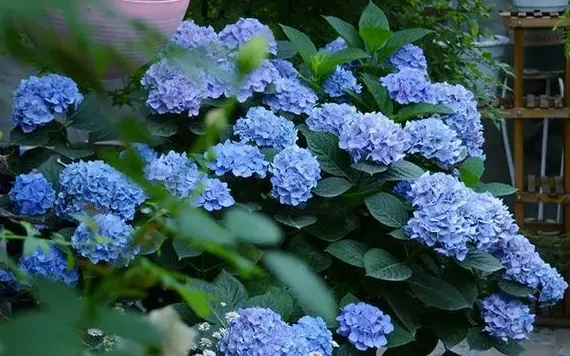 绣球花多久浇一次水,绣球新娘养护方法？