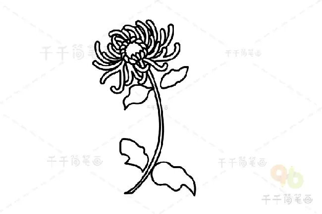 菊花怎么画简单又好看,金丝猴菊的画法？