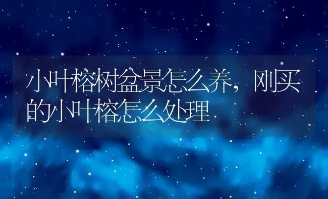 小叶榕树盆景怎么养,刚买的小叶榕怎么处理 | 养殖学堂