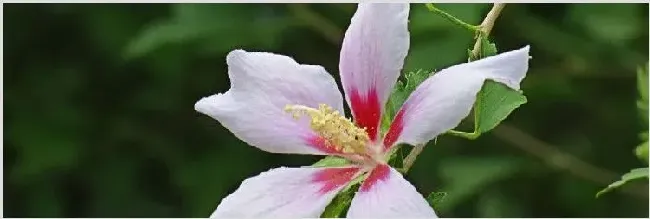 白色紫荆花叫什么 | 常识大全