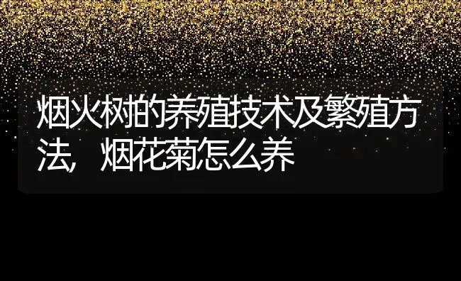 烟火树的养殖技术及繁殖方法,烟花菊怎么养 | 养殖学堂
