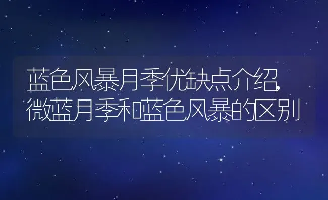 蓝色风暴月季优缺点介绍,微蓝月季和蓝色风暴的区别 | 养殖学堂