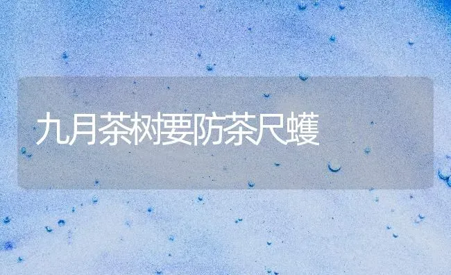 九月茶树要防茶尺蠖 | 养殖知识