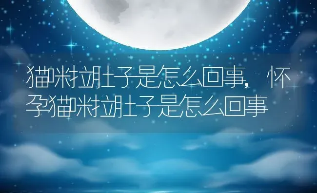 猫咪拉肚子是怎么回事,怀孕猫咪拉肚子是怎么回事 | 养殖科普