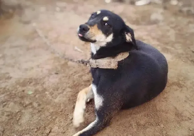 土狗四眼狗为啥是养家大忌,家庭养四眼狗好不好？