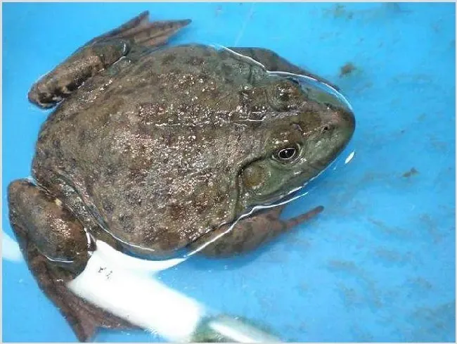 新手如何养殖牛蛙 | 三农知识