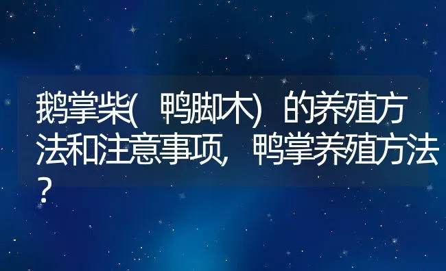 鹅掌柴(鸭脚木)的养殖方法和注意事项,鸭掌养殖方法？ | 养殖科普