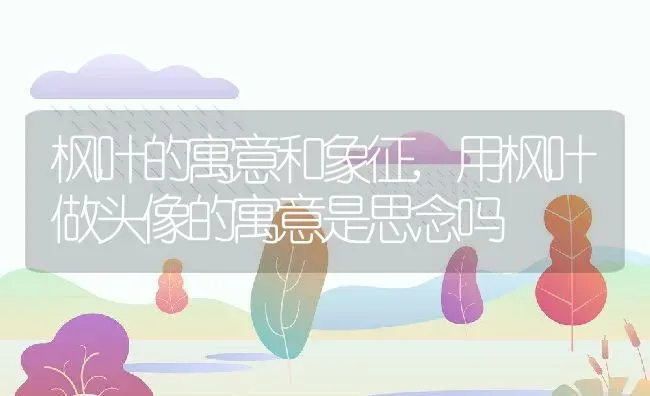 枫叶的寓意和象征,用枫叶做头像的寓意是思念吗 | 养殖学堂