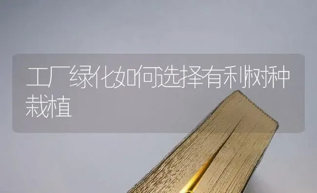 工厂绿化如何选择有利树种栽植 | 养殖技术大全