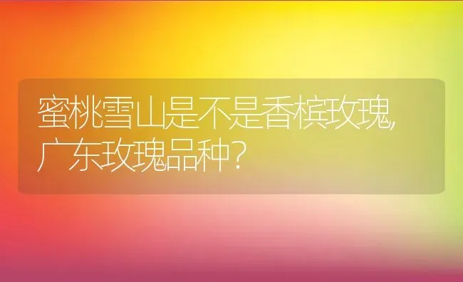 蜜桃雪山是不是香槟玫瑰,广东玫瑰品种？ | 养殖科普