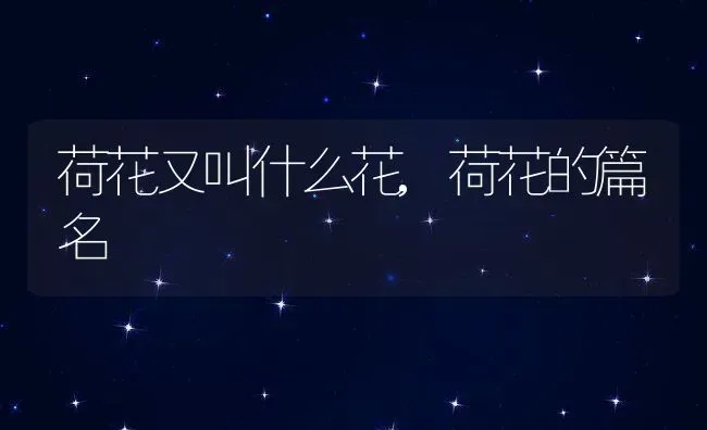荷花又叫什么花,荷花的篇名 | 养殖学堂