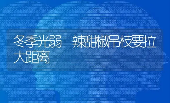冬季光弱 辣甜椒吊枝要拉大距离 | 养殖技术大全
