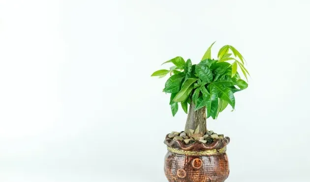 客厅旺财的绿植有哪几种,适合养在客厅的招财花？