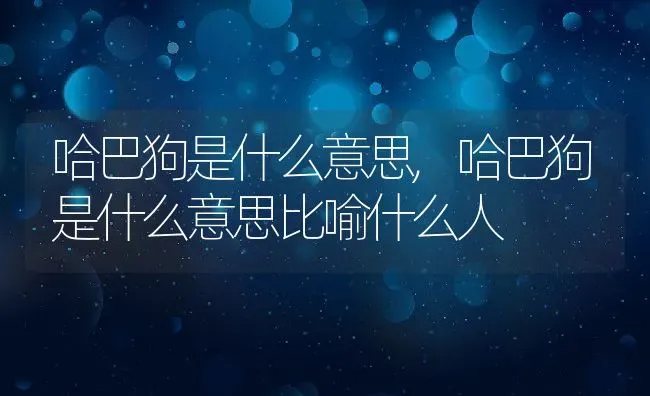 哈巴狗是什么意思,哈巴狗是什么意思比喻什么人 | 养殖资料