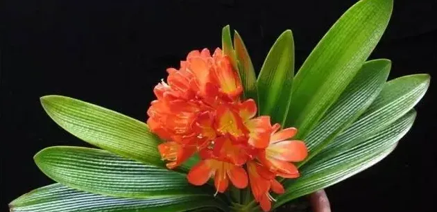 君子兰为什么不开花,君子兰为什么只长叶不开花呢？