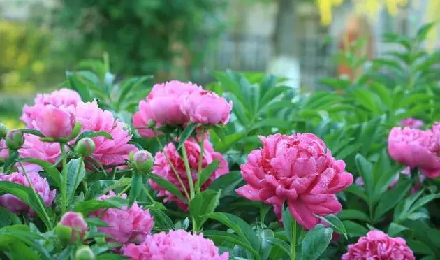 为什么家里不能养芍药花,家中可以种芍药吗？听说家里种芍药不好？