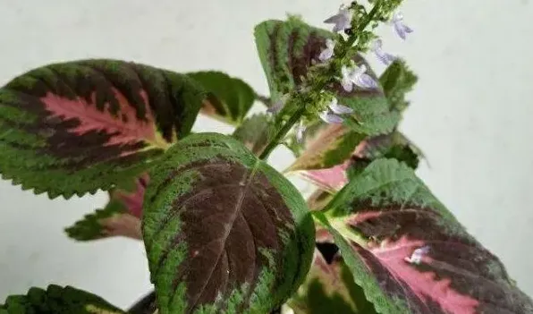 老来俏花有毒吗 | 三农知识