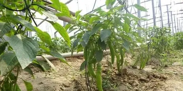 露地辣椒的种植要点和注意事项 | 妙招大全