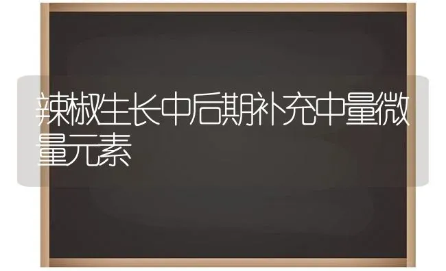 辣椒生长中后期补充中量微量元素 | 养殖知识