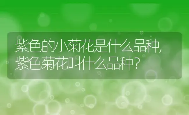 紫色的小菊花是什么品种,紫色菊花叫什么品种？ | 养殖学堂