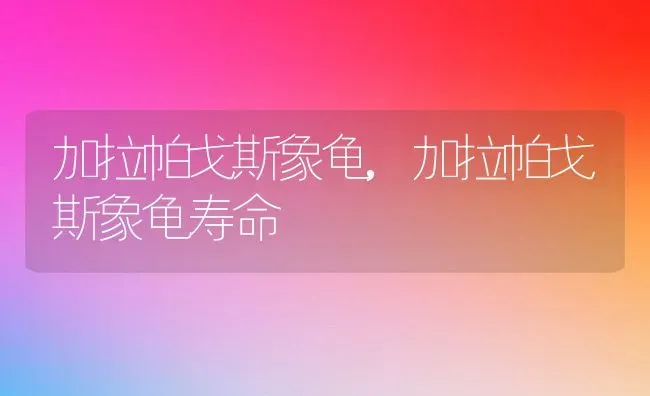 加拉帕戈斯象龟,加拉帕戈斯象龟寿命 | 养殖科普