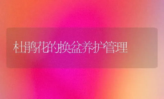 杜鹃花的换盆养护管理 | 养殖知识