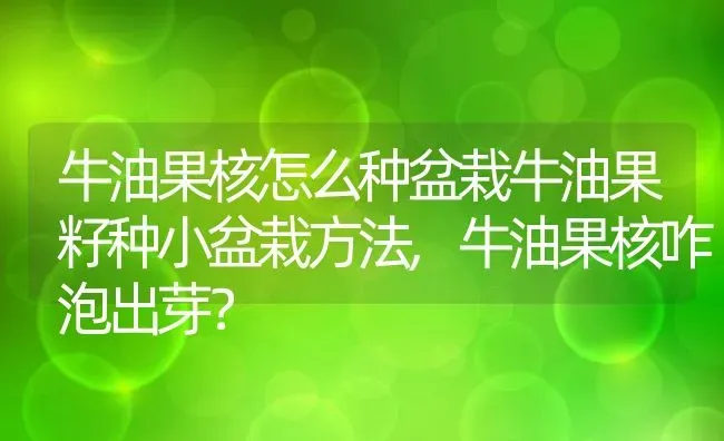 牛油果核怎么种盆栽牛油果籽种小盆栽方法,牛油果核咋泡出芽？ | 养殖科普