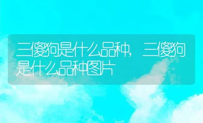 三傻狗是什么品种,三傻狗是什么品种图片 | 养殖科普