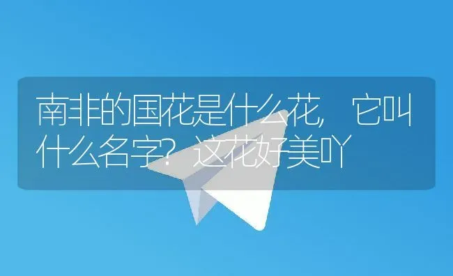 南非的国花是什么花,它叫什么名字?这花好美吖 | 养殖学堂