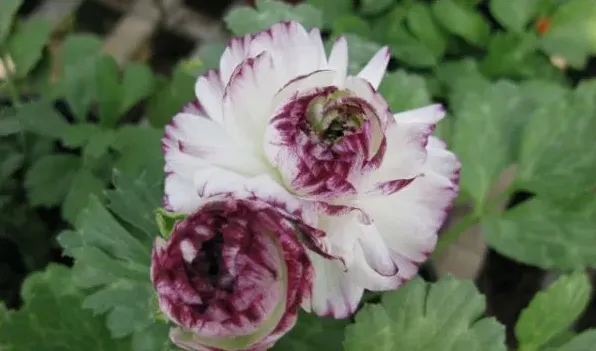 花毛茛种球怎么保存 | 三农知识